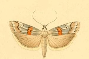 Pempelia alpigenella